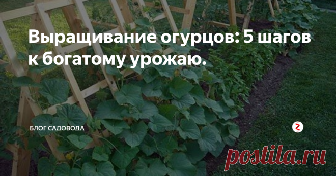 Выращивание огурцов: 5 шагов к богатому урожаю. Как мы знаем огурцы выращивают все, но правильно ли они это делают.У первых грядки могут сломаться от плодов , а у других страшные пузырчатые огурчики. Одни кушают до сыта, и консервируют  большими банками, а у других даже на салатик не хватает.
Сегодня мы разберем , в чем же проблема такого расхождения.
Для вас  я отобрал  лучшую агротехнику для огурцов.
Агротехника успешных огородников.Сегодня я