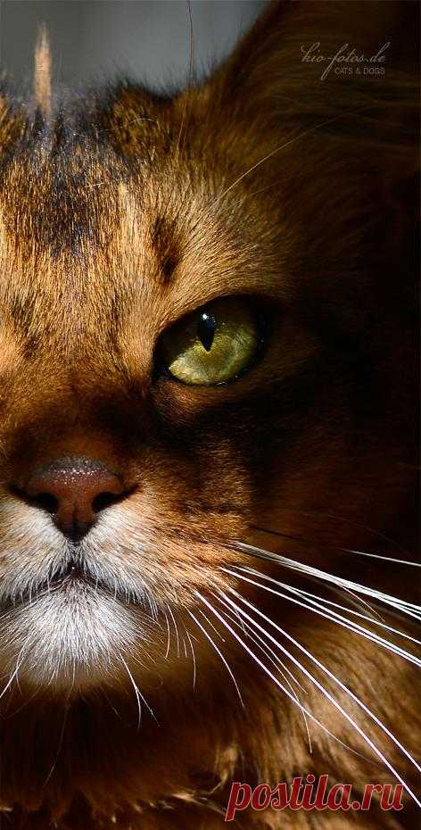 ...die... - Immagine & Foto di kio-fotos di Katzen - Fotografia (31180574) | fotocommunity