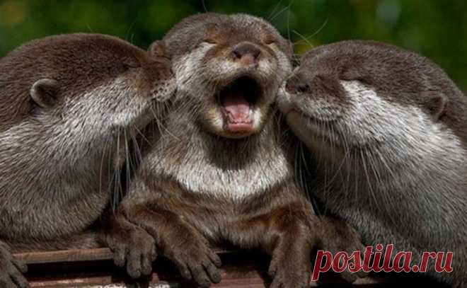 Умилительные выдрочки