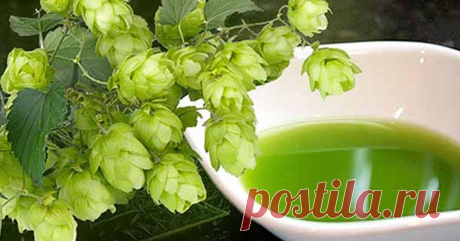 Забытый Чай! Хмель - Уникальный Вкус и Целебные Свойства.