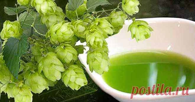 Забытый Чай! Хмель - Уникальный Вкус и Целебные Свойства.