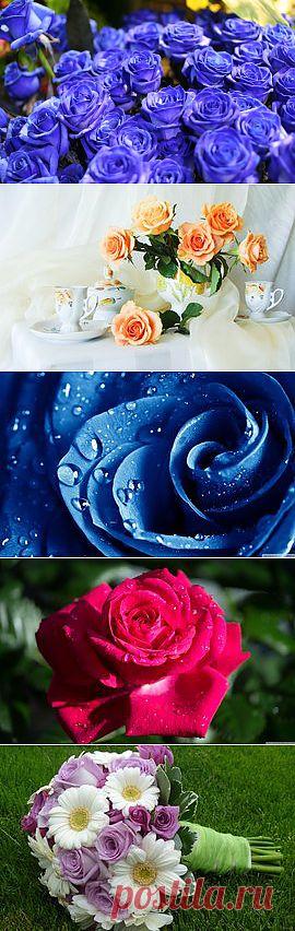 Изображение Цветок, Синие Розы, Голубые Розы, Розы, Природа, Букет, Цветы. Природа | Фабрика картинок - PicsFab.com. Обои для рабочего стола