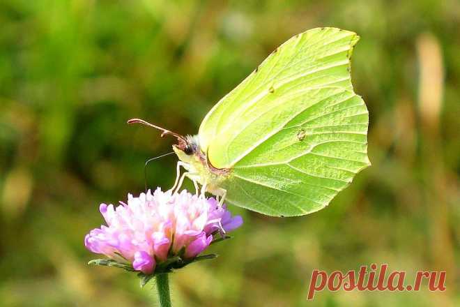 #Лимонница (#Gonepteryx_rhamni). Первая белянка весны; самцы её лимонно-жёлтые, самки белые. Как и большинство нижеследующих видов, зимует во взрослом состоянии и вылетает очень рано. Кормится на первых цветах сезона, таких как мать-и-мачеха и медуница.