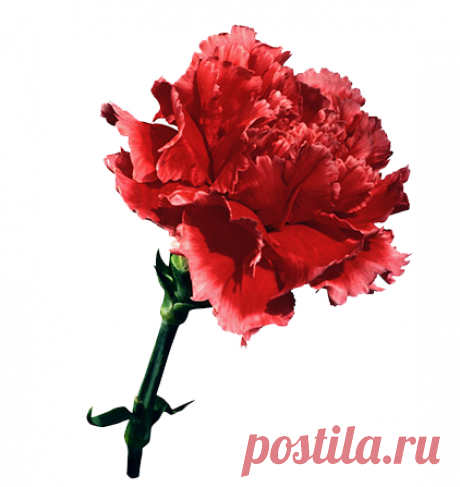 Перевозка умерших из Европы, сбор документов для транспортировки тела в любой город