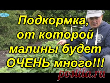 Наша &quot;фирменная&quot; подкормка для малины. [Весенняя подкормка малины!]