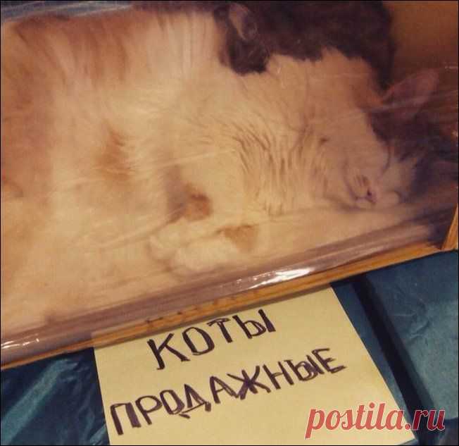 Весёлые картинки с надписями и объявлениями