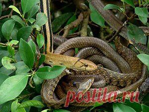 Способы избавиться от змей на участке | Дача - впрок