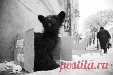 35PHOTO - Тарас - Бездомный.