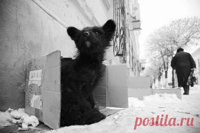 35PHOTO - Тарас - Бездомный.