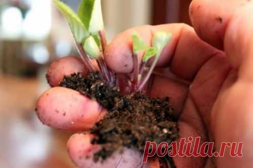 Как рассадить фиалку: советы и рекомендации