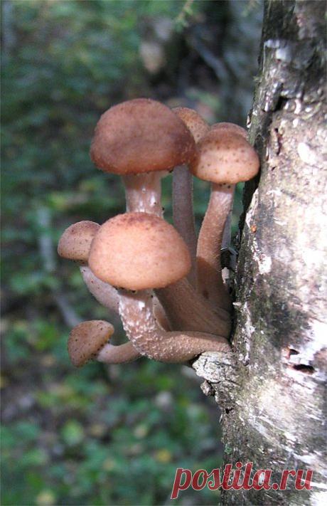 Конаковский Мох. Лето 2010