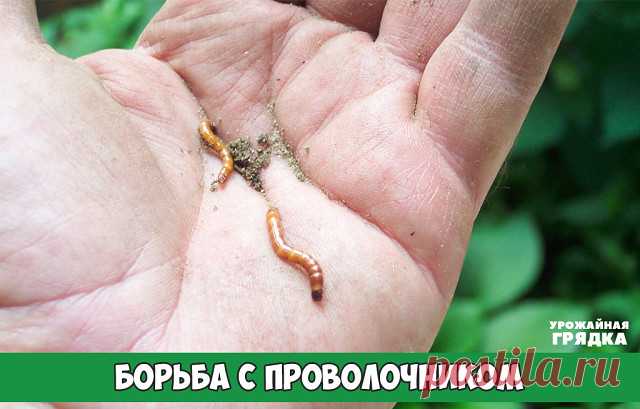 Борьба с проволочником

Проволочниками называют личинок жуков-щелкунов, из которых в Нечернозёмной зоне встречаются следующие виды: широкий, тёмный, полосатый, черный и блестящий. Это многоядные вредители, вредящие кукурузе, луку, подсолнечнику, картофелю, корнеплодам (моркови и другим). Вредит также бахчевым растениям, в меньшей мере - однолетним бобовым (горох, фасоль). Наибольший вред от них получается при задержке всходов, в засуху, при высеве семян в непрогретую землю...