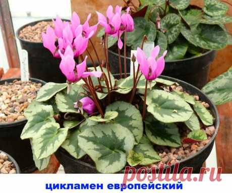 Знакомимся с самыми известными видами цикламена
