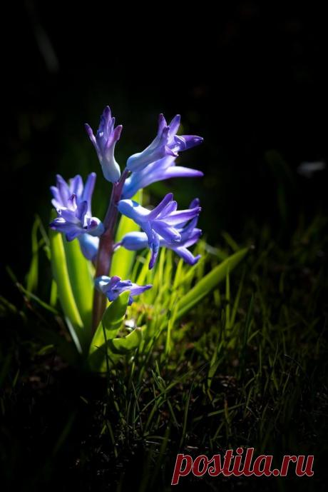 Мифы и легенды о цветах: Гиацинт ~ Planetalsad