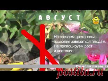 Подготовка роз к зиме. В деталях | Дачное видео: первый интернет-канал о Даче и Доме