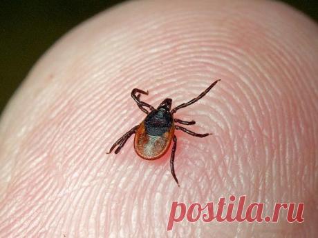 Извлекаем клеща