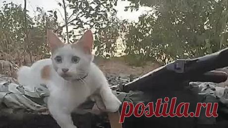 video_8655563199810.mp4