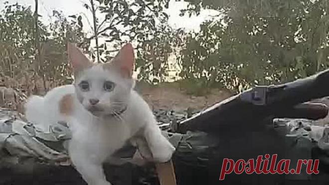 video_8655563199810.mp4