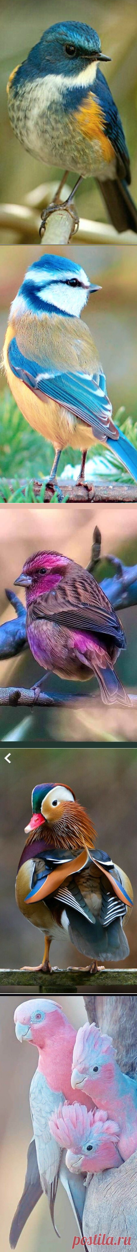 (232) Pinterest