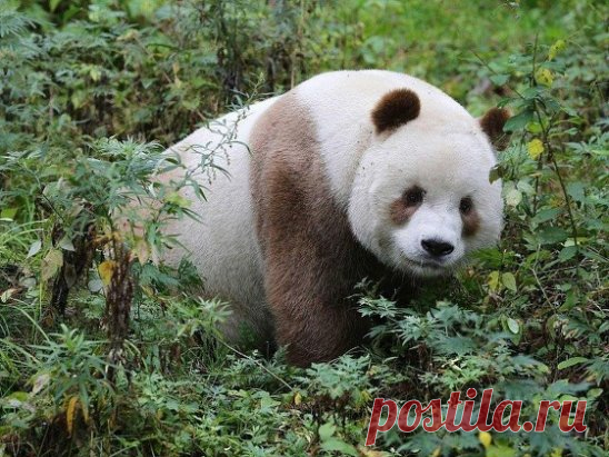 Единственная коричневая панда в мире