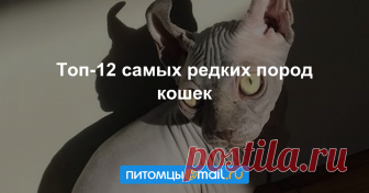 Топ-12 самых редких пород кошек Кудрявые, бесхвостые, карликовые, светящиеся, с загнутыми ушками и короткими лапами каких только кошек не бывает! Котята редких пород стоят тысячи долларов, они живут дома у знаменитостей, их разведение прибыльный бизнес...