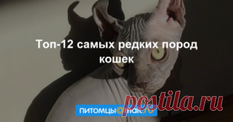 Топ-12 самых редких пород кошек Кудрявые, бесхвостые, карликовые, светящиеся, с загнутыми ушками и короткими лапами каких только кошек не бывает! Котята редких пород стоят тысячи долларов, они живут дома у знаменитостей, их разведение прибыльный бизнес...