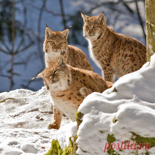 Lynx lynx - Euraziatische lynx Beierse woud Nationalpark Bayerischer Wald Nationalparkzentrum Lusen _DSC6487
