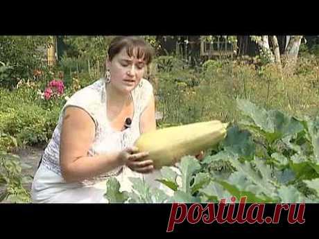 Тыквенные, Кабачки - Яндекс.Видео