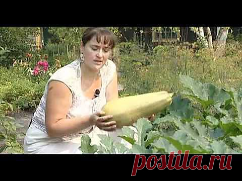 Тыквенные, Кабачки - Яндекс.Видео