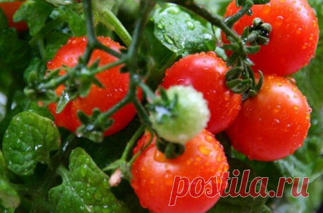 КАК ВЫРАСТИТЬ ПОМИДОРЫ, НЕ ВЫХОДЯ ИЗ КВАРТИРЫ