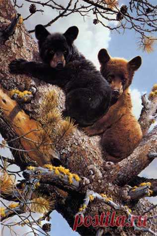 Art Country Canada - Художественный принт CARL BRENDERS High Adventure Black Bears ограниченным тиражом