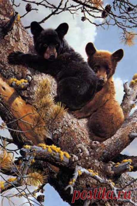 Art Country Canada - Художественный принт CARL BRENDERS High Adventure Black Bears ограниченным тиражом