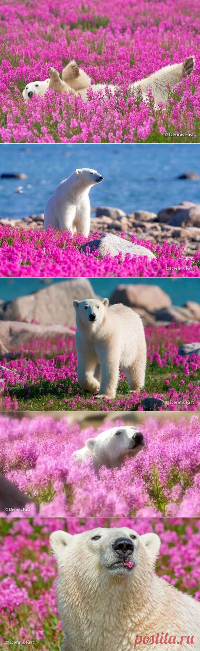 Белые медведи, какими вы их ещё не видели