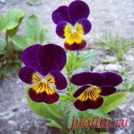 ........ наткнувшись на эти анютины глазки, растущие сквозь асфальт, подумала: не зря говорят, что умом Россию не понять.... Сейчас столько возможностей для того, чтобы ТЫ расцвел и ТВОЯ жизнь заиграла яркими красками, но почему-то ТЫ сидишь и ищешь оправдания почему не можешь ими воспользоваться! А малюсенькое семечко нашло каплю возможности для жизни....... 
Не отказывай СЕБЕ в отличном будущем и помни одно: Всё будет хорошо. Главное верить.