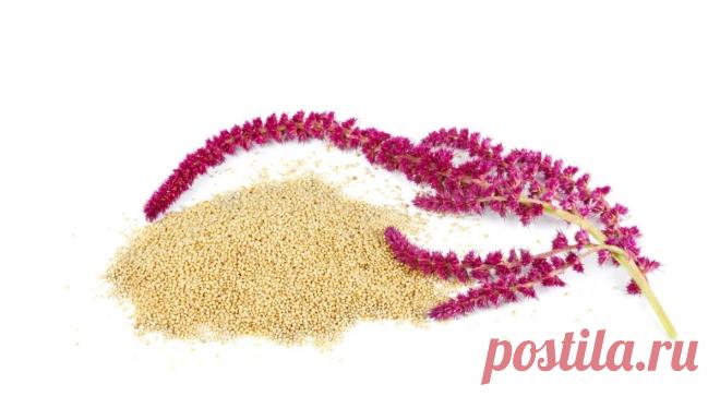 Амарант - описание продукта, как выбирать, как готовить, читайте на Gastronom.ru Амарант, он же щирица – однолетнее травянистое растение с широкими листьями и густыми соцветиями. Поскольку его питательный состав очень похож на злаковые, его часто добавляют в зерновые культуры, хотя ботанически это неправильно. Но кулинары имеют н - описание продукта, состав, пищевая ценность, польза и вред, как хранить, рецепты в энциклопедии продуктов на Gastronom.ru