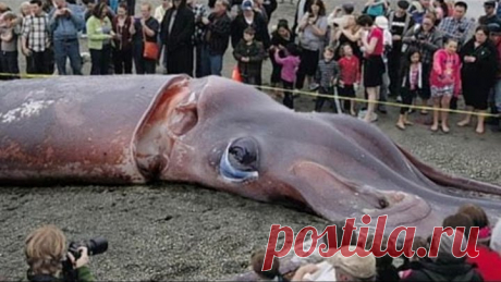 10 АНОМАЛЬНО БОЛЬШИХ ЖИВОТНЫХ 2 часть