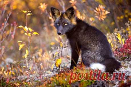 Черно-бурая лисица - редкое и красивое животное