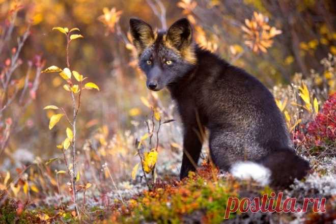 Черно-бурая лисица - редкое и красивое животное