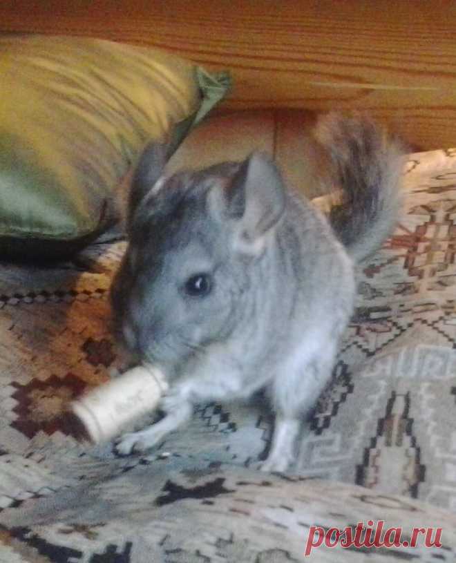Наша шиншилла