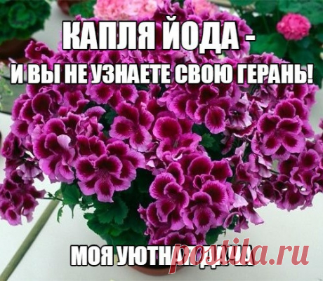 КАПЛЯ ЙОДА - И ВЫ НЕ УЗНАЕТЕ СВОЮ ГЕРАНЬ!