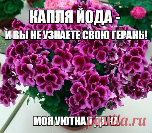 КАПЛЯ ЙОДА - И ВЫ НЕ УЗНАЕТЕ СВОЮ ГЕРАНЬ!