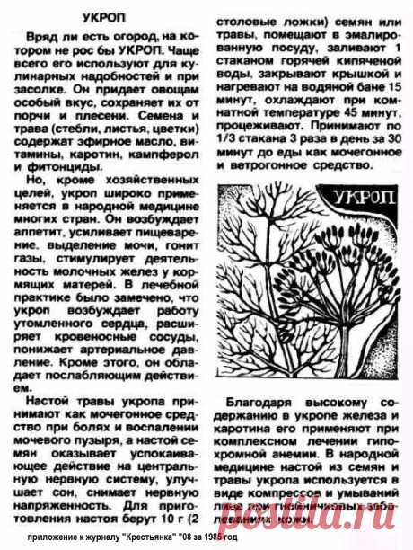 Укроп лечит
