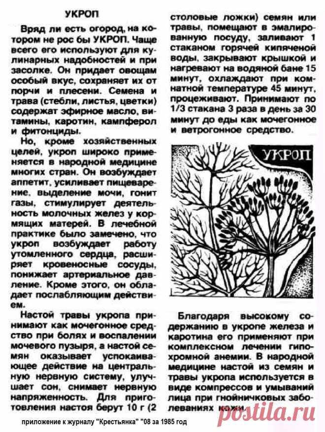 Укроп лечит