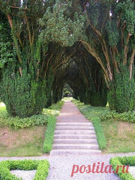 легенда о дереве