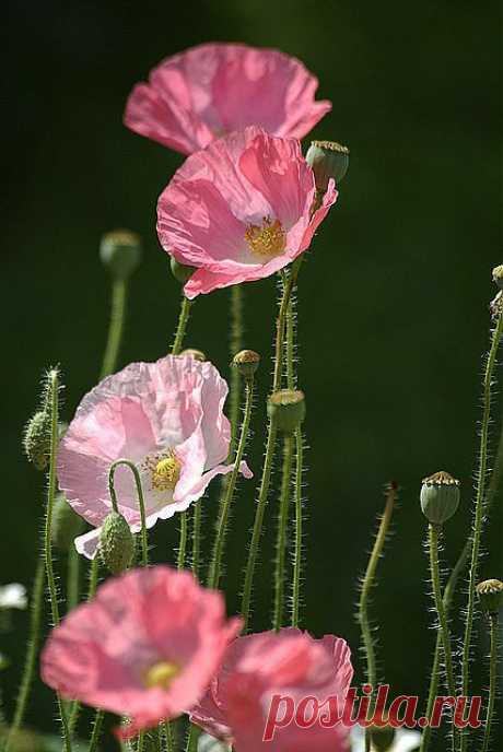 ~~Pink Poppies by Bull Rider~~ | Painting Inspirations