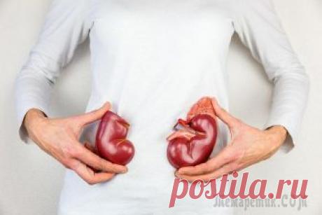 10 важных симптомов заболевания почек Два бобовидных органа, расположенные в задней части брюшной полости чуть выше талии и с обеих сторон позвоночника, именуются почками.
Они выполняют жизненно важные задачи для поддержания здоровья орга...