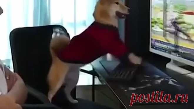 Игроман. Это уже зависимость! Психанул 🙈
