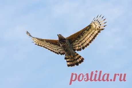 Самые опасные пернатые хищники в мире