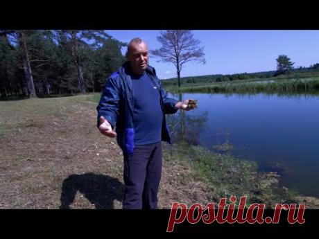 Борьба с цветением воды в пруду. Мои тонкости ловли карпа на кукурузу - YouTube