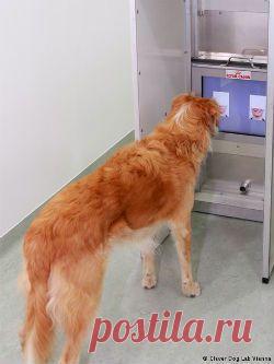 Собаки различают выражение лиц незнакомых людей | Все умницы